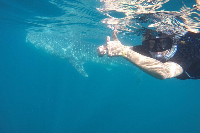 A diver underwater with a whale shark. 5