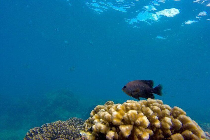 An underwater scene with a fish swimming near coral formations. 2