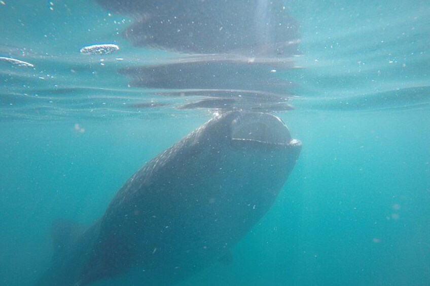 A whale swimming underwater. 3