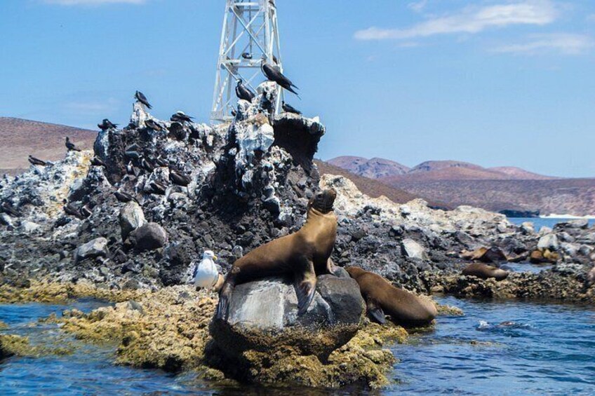 A rocky shoreline with a seal and birds. 3
