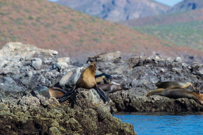 A seal resting on rocky terrain near a body of water, with mountains in the background. 2
