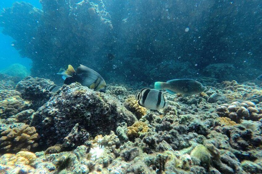 An underwater scene with coral reefs and fish. 4