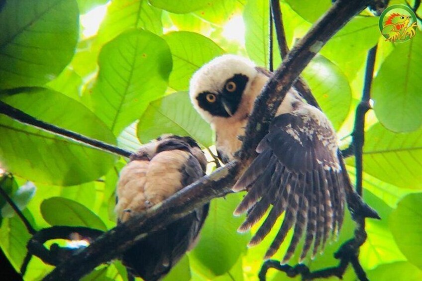 Mangrove Damas Island Kayak Tours 3