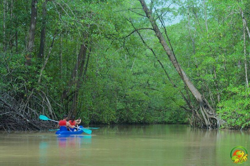 Una persona practica kayak en una zona boscosa con abundante vegetación y un río tranquilo. 2