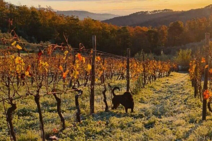 A vineyard with rows of grapevines and a dog in the foreground. 5
