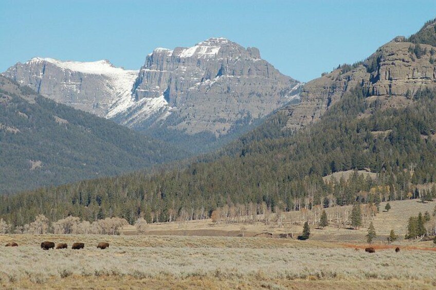 Lamar Valley 4