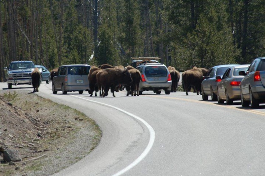 Une route où circulent des véhicules et un troupeau de bisons traverse. 3