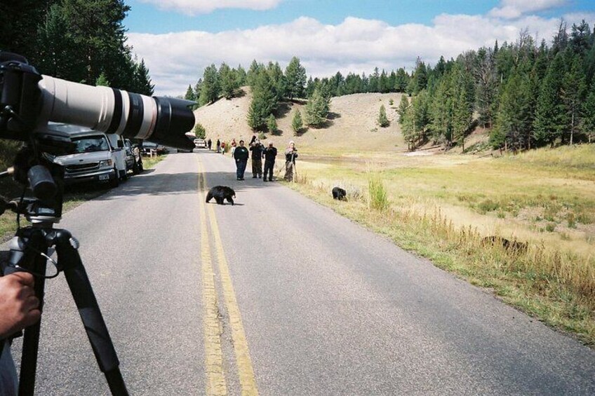 Tourists way too close to the bears. 2