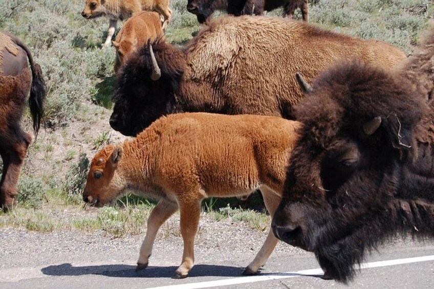 A little red dog with its mom! 5