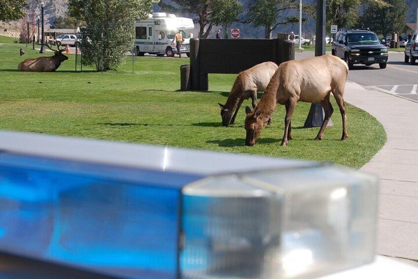 Elk at Mammoth Hot Springs 3