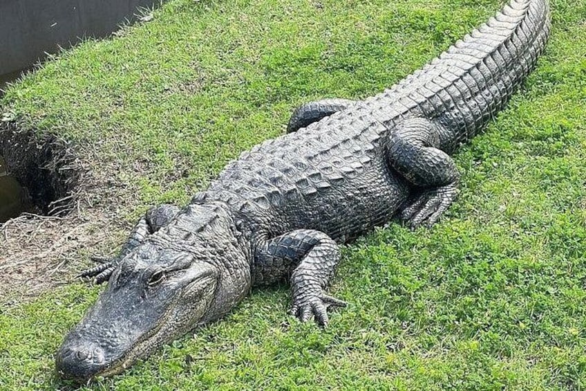 Full Day Plantation and Swamp Tour in New Orleans 4