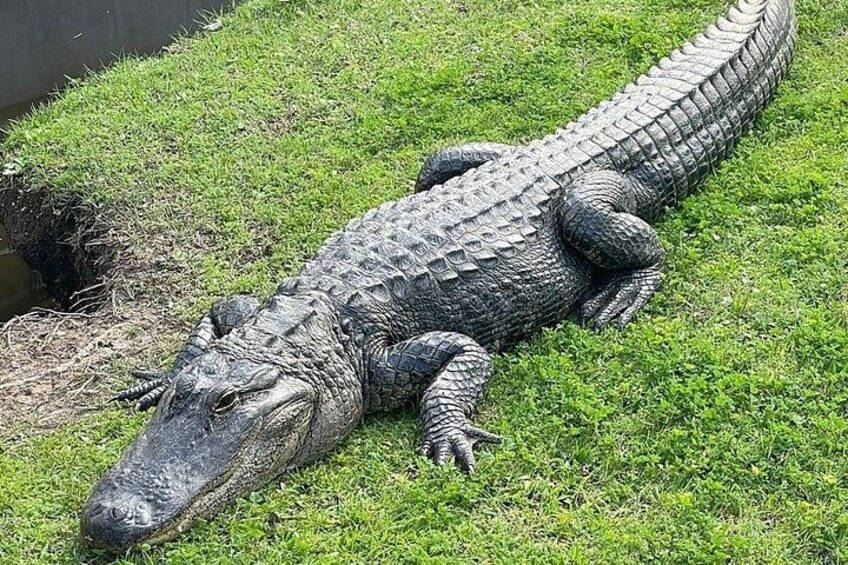 A large alligator on a grassy area. 5