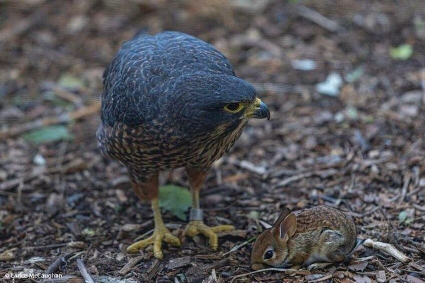 A bird of prey, possibly a hawk, standing over a small rodent on the ground. 4