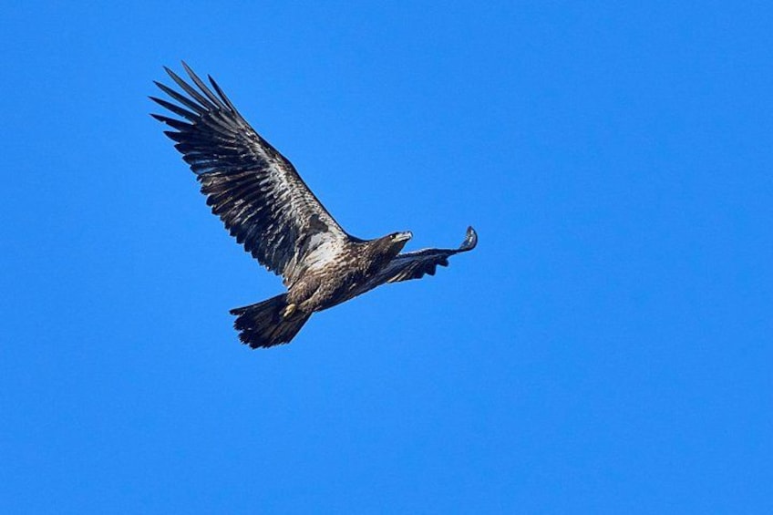 A bird of prey in flight against a clear blue sky. 2
