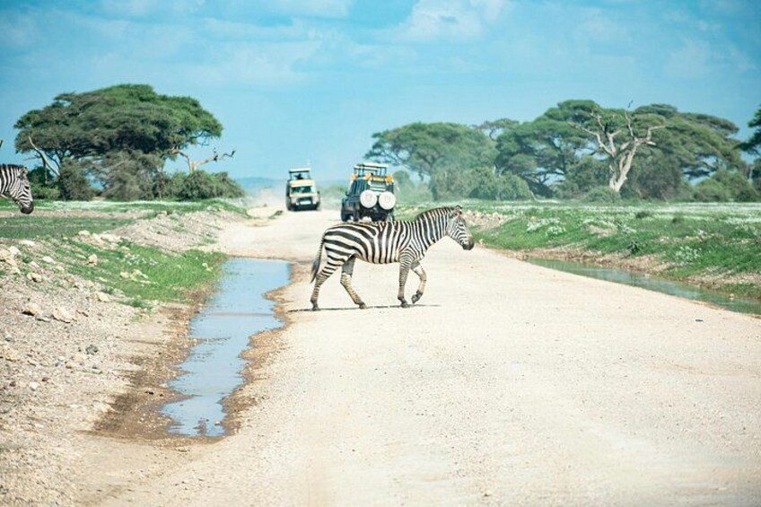 A zebra crossing a dirt road with vehicles in the background. 5