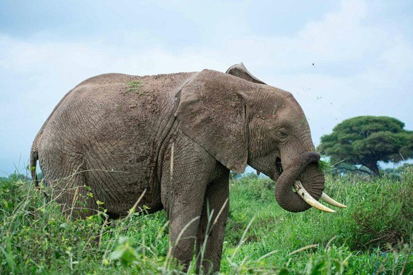 An elephant in a grassy field with trees in the background. 4
