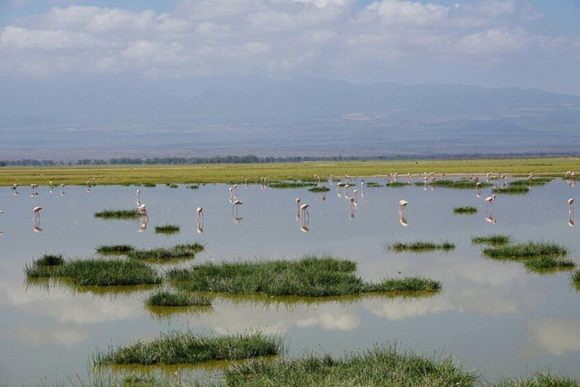 A wetland with waterfowl and green vegetation. 3