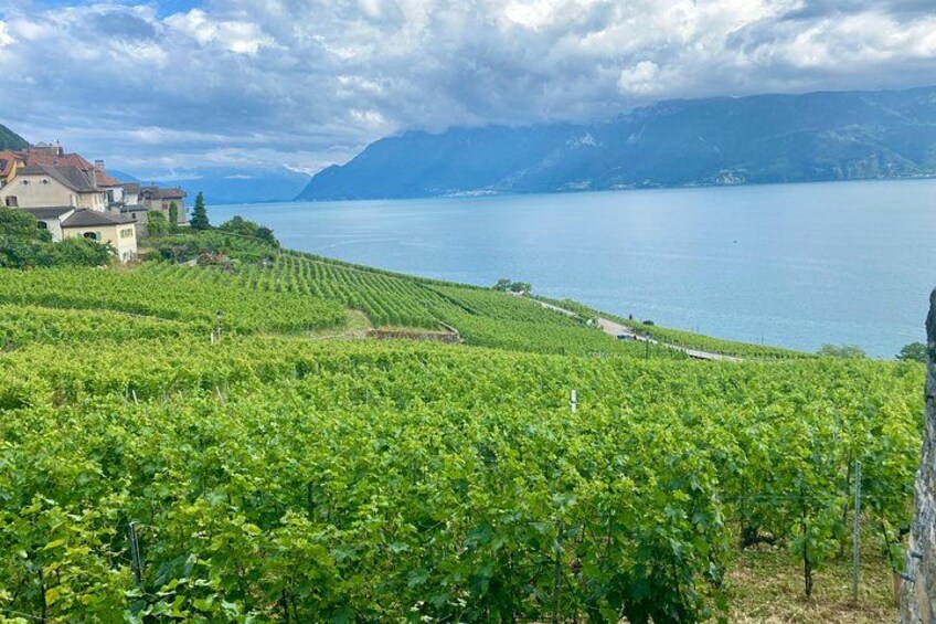 A vineyard with rows of grapevines, a body of water, and mountains in the background. 1