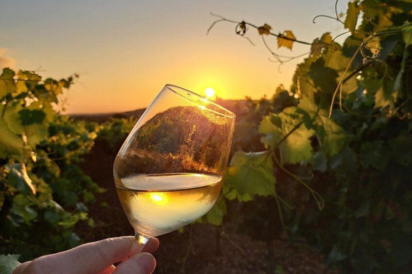 Dinner in the vineyard with wine tasting and walk 4