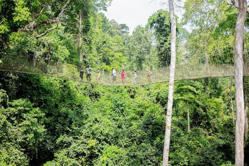 A suspension bridge in a forest with people walking across. 2