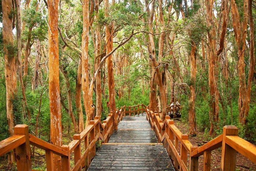 Tour with Navigation to the Arrayanes Forest and Victoria Island 4