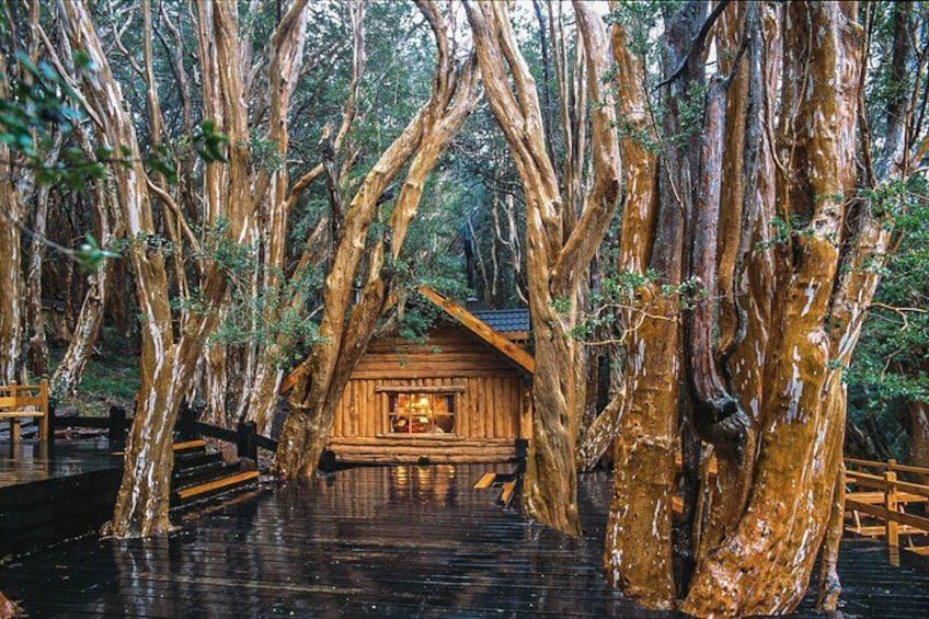 A wooden cabin surrounded by tall trees with water at the base. 1