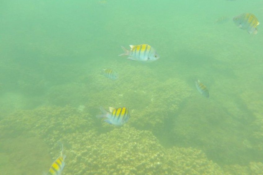 Whale Watching with Snorkeling and Fishing in Puerto Jiménez 4