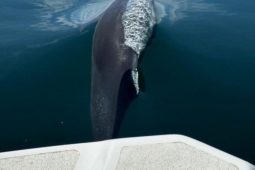 Whale Watching with Snorkeling and Fishing in Puerto Jiménez 2