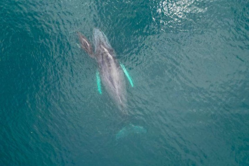 A whale swimming in the ocean. 4
