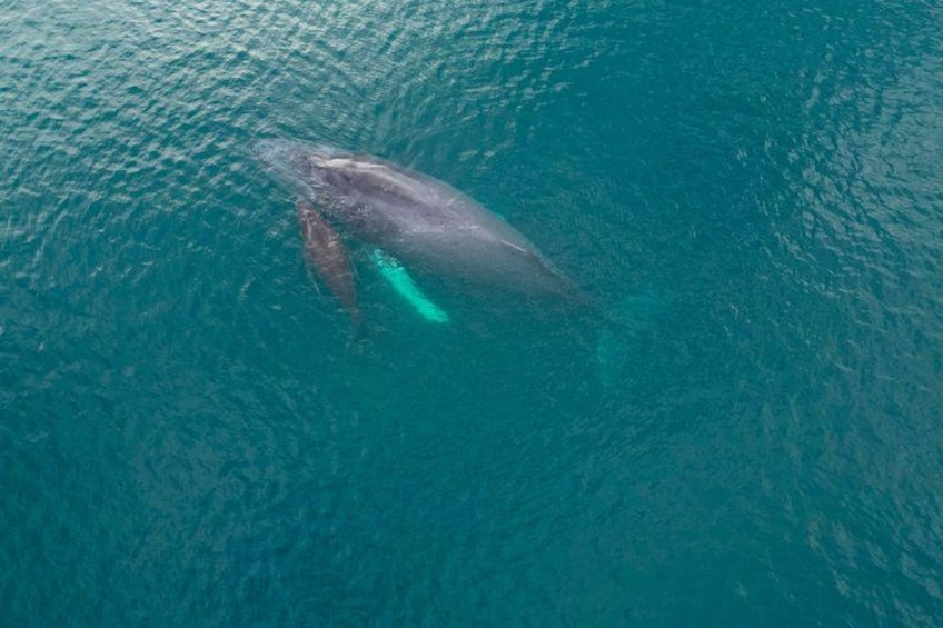 A large whale swimming in the ocean. 3