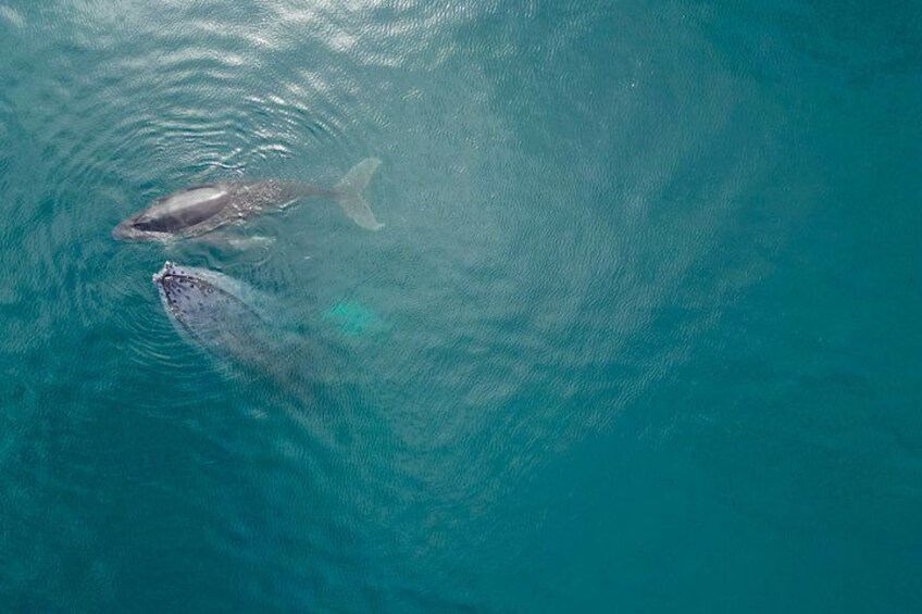 Two whales swimming in the ocean. 2