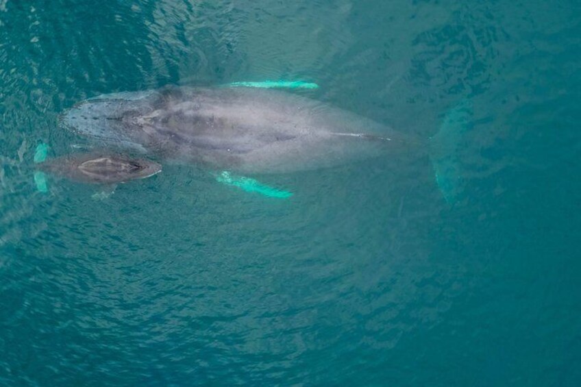 A large marine animal swimming in clear blue water. 5