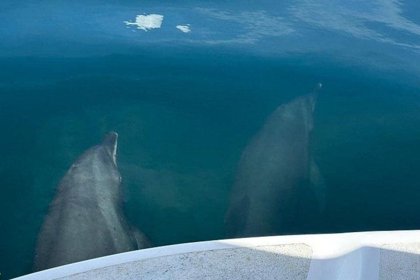 Whale Watching with Snorkeling and Fishing in Puerto Jiménez 3