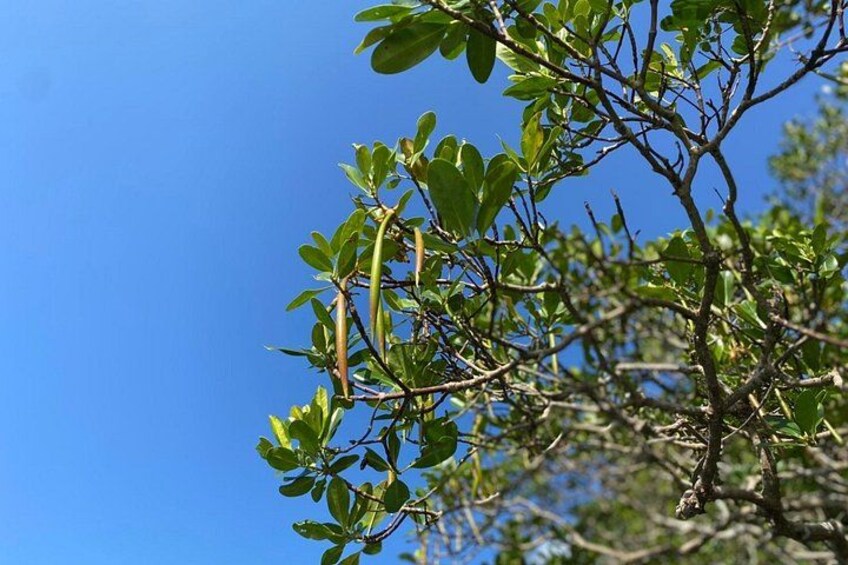 Mangrove SUP in Okinawa 2