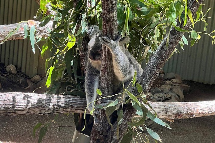 Ein Koala, der sich an einem Ast festklammert. 2