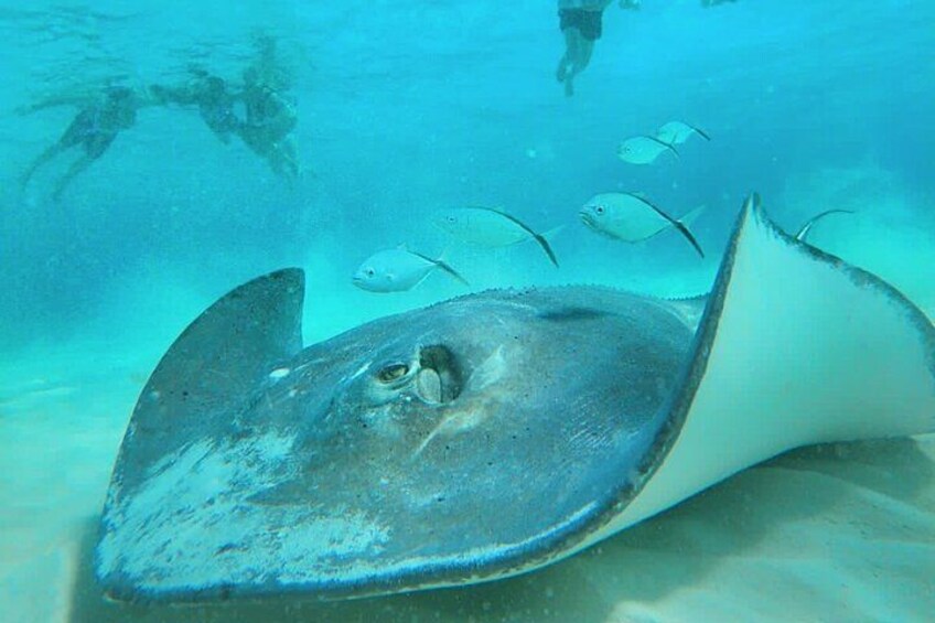 El Cielo Cozumel Snorkel Private Boat + Food + Drinks + Beach 3