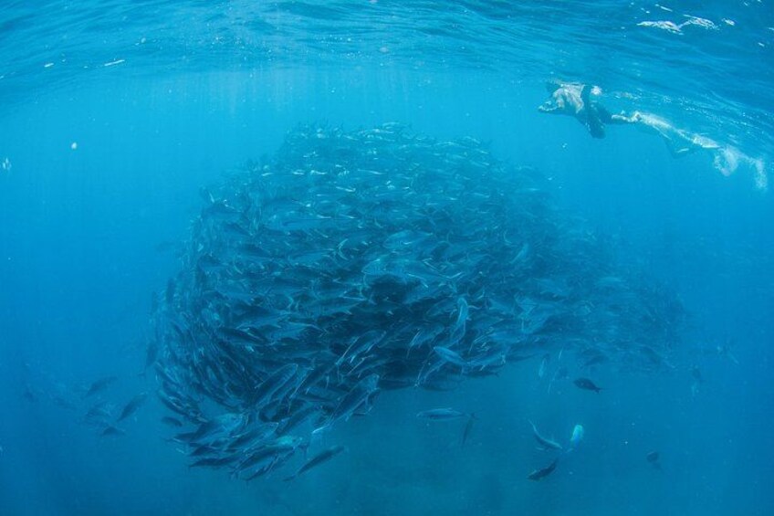 Een grote school vissen zwemt in de oceaan. 3