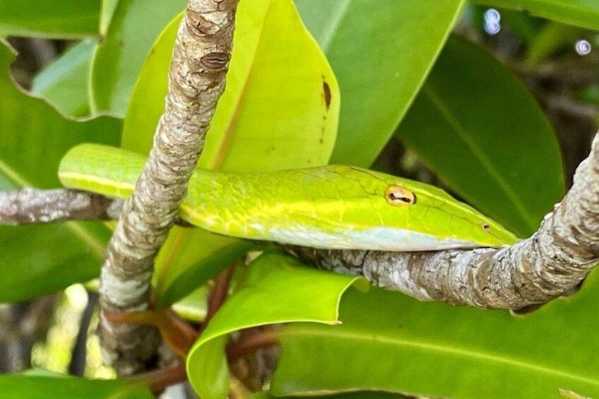 A green snake on a branch with green leaves. 3