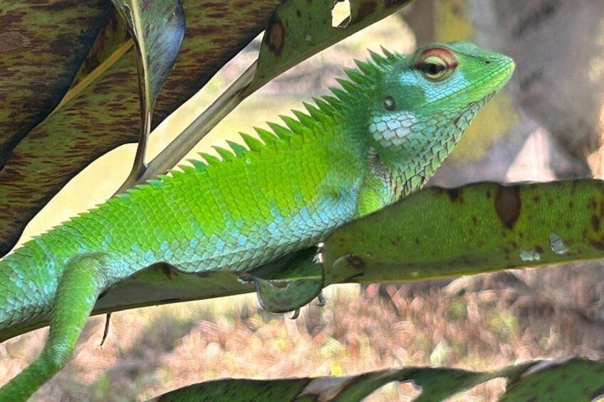 A green lizard on a branch. 4