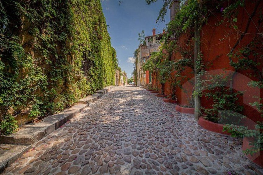 Una strada acciottolata fiancheggiata da edifici ricoperti di edera. 2