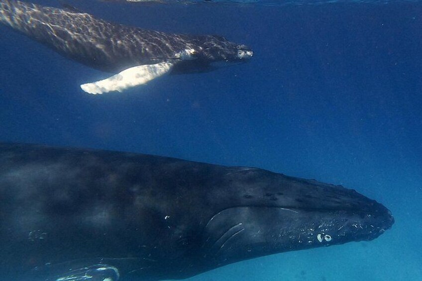 A large whale swimming underwater. 2
