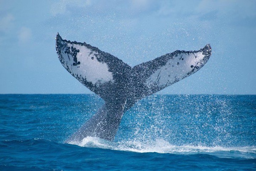 A whale's tail breaching the ocean surface. 1