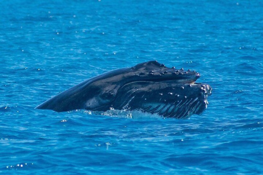 A whale breaching the water's surface. 4