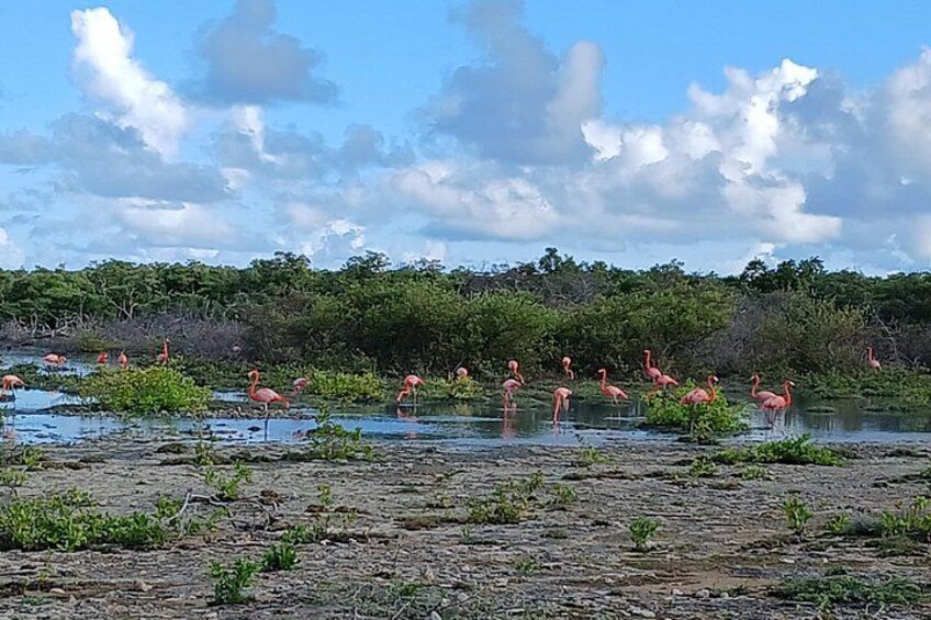 A swamp with pink flamingos standing in shallow water, surrounded by dense green vegetation. 2