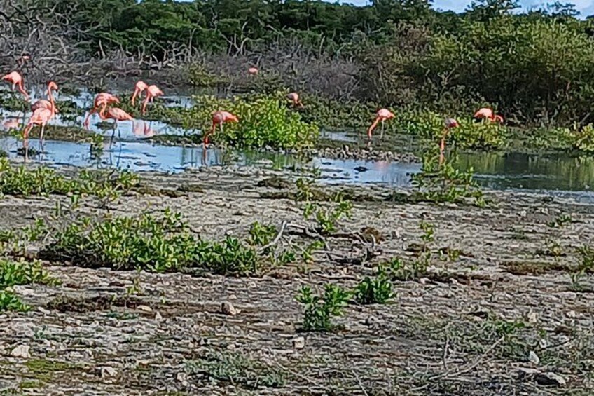 A wetland with pink flamingos and green vegetation. 5
