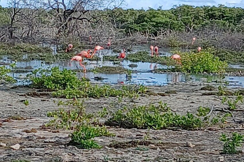 A wetland with pink flamingos standing in shallow water. 3