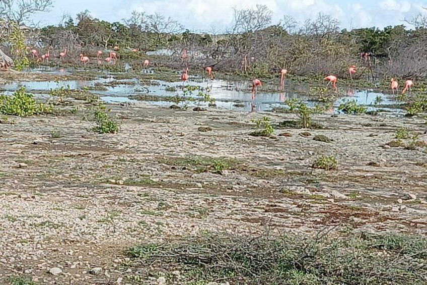 A wetland with pink flamingos and sparse vegetation. 4