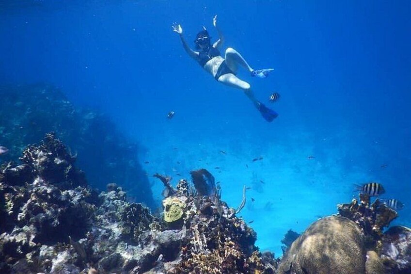 A person scuba diving underwater with coral reefs and marine life. 3