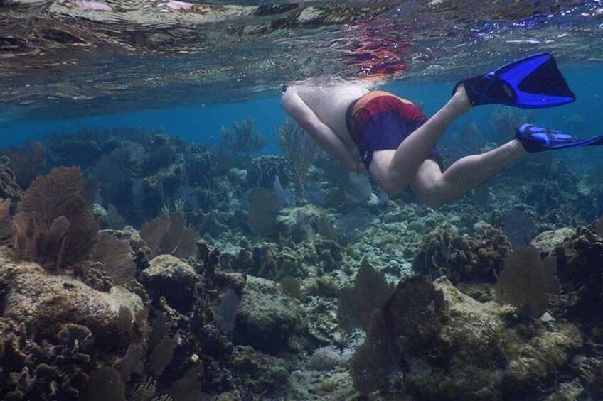 A person scuba diving underwater with coral formations and marine life. 5