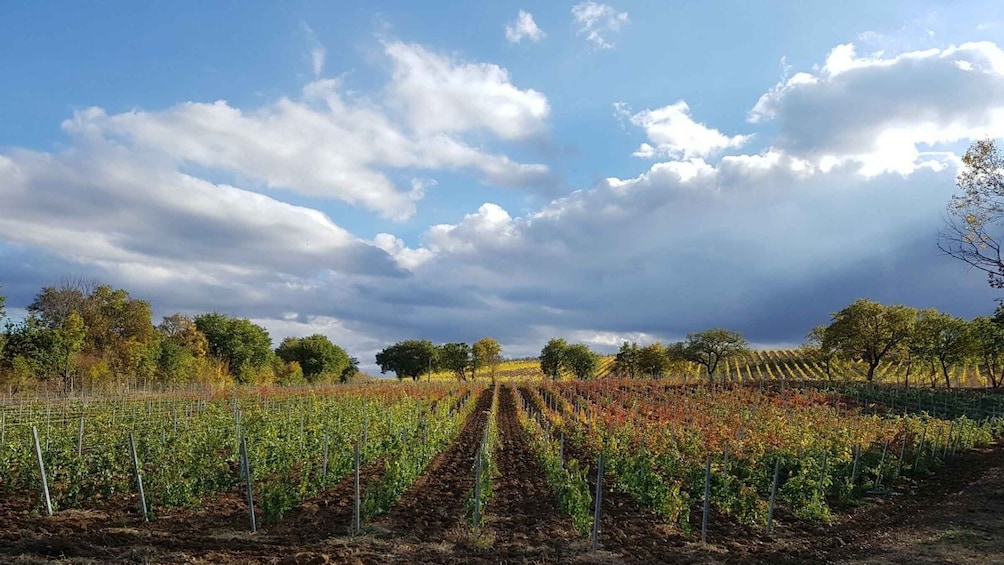 Viñedo con hileras de vides bajo un cielo parcialmente nublado. 1